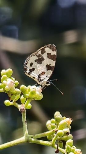 Angled Pierrot