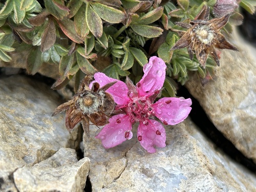 Pink Cinquefoil