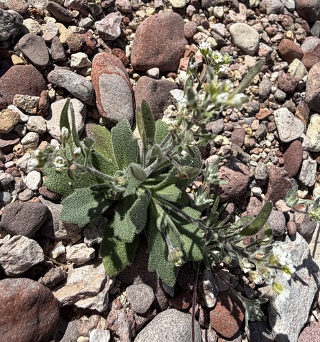 Tomostima cuneifolia