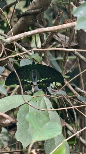 Paris Peacock Swallowtail