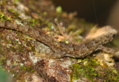 Lygodactylus guibei