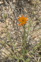 Adenophyllum cooperi