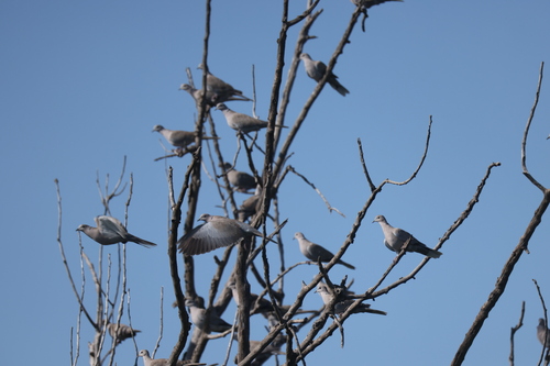 Eurasian Collared-Dove
