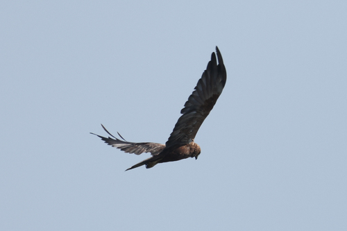 Western Marsh Harrier