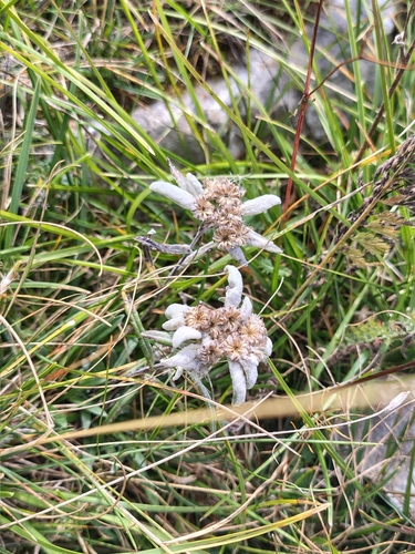 Edelweiss