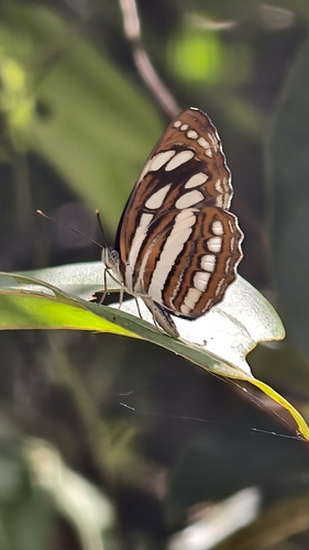 Common Sailer