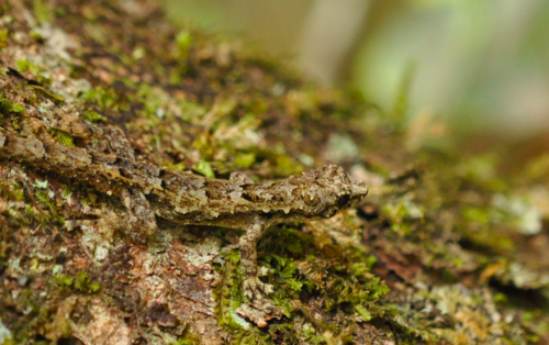 Guibé’s Dwarf Day Gecko, Lygodactylus guibei