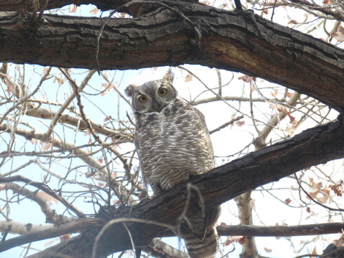 Great Horned Owl