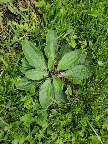 Plantago media, photograph 5