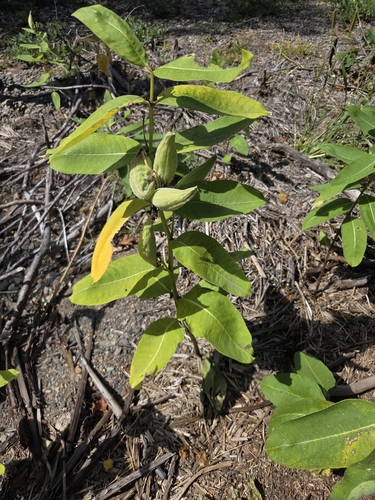 common milkweed