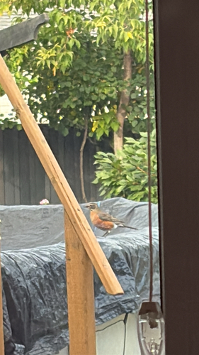 American Robin