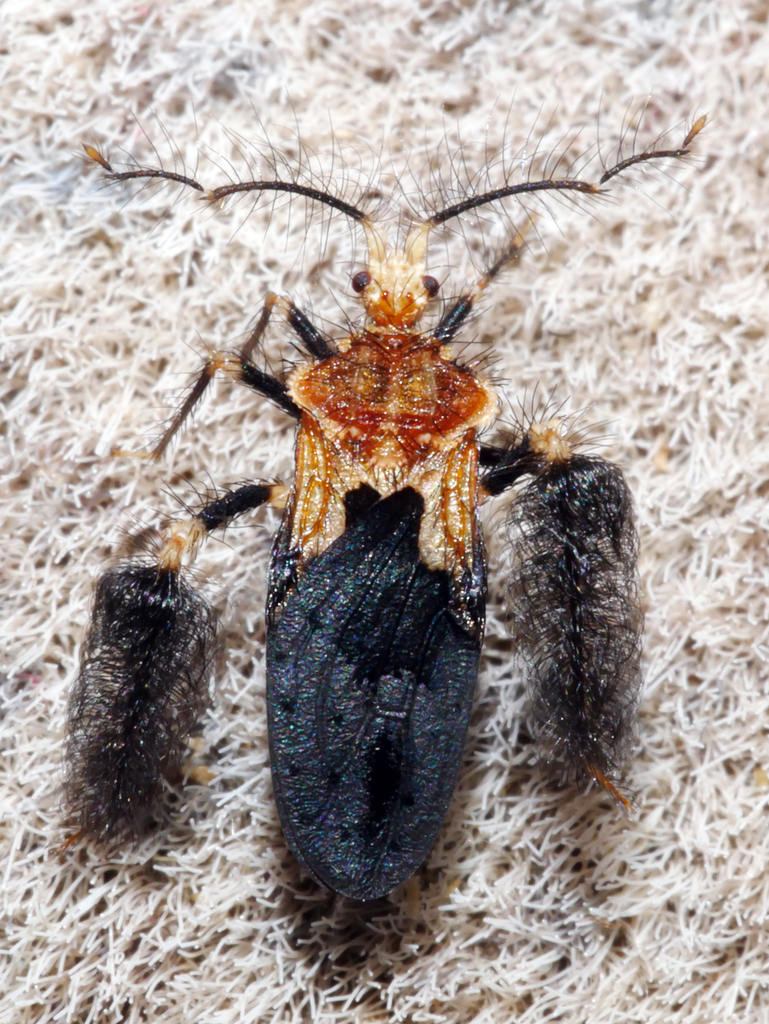 Ptilocnemus femoralis