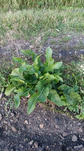 Horseradish