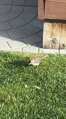 White-crowned Sparrow