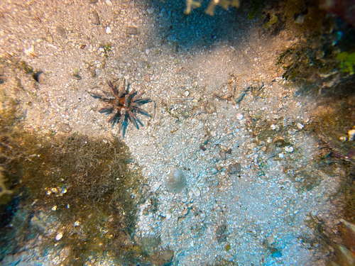 Eucidaris tribuloides observed 2026-09-18