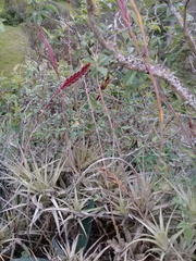 Tillandsia incarnata