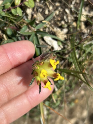 Common Kidney-Vetch