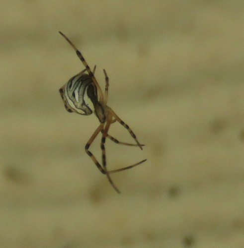 Western Black Widow