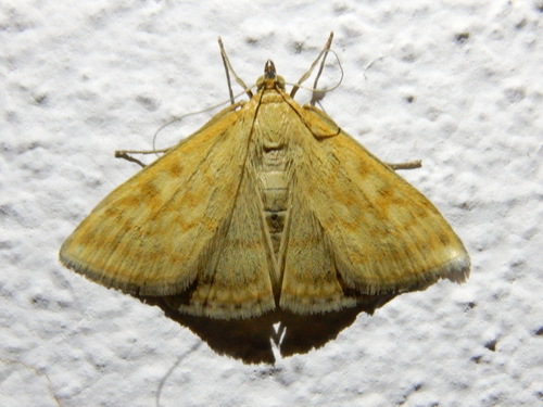 Lesser Pearl, 00060 Belvedere RM, Italia, photo 9 of 10