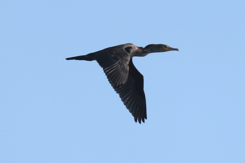 Great Cormorant
