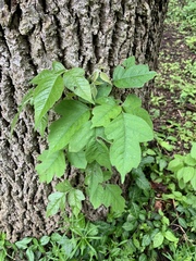 Toxicodendron radicans