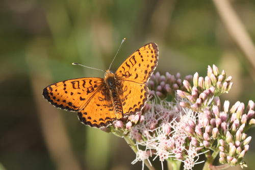 Spotted Fritillary