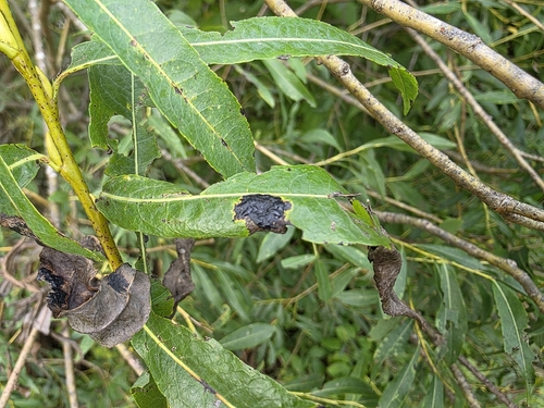 Willow Tar Spot