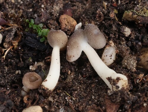 Helvella ephippium
