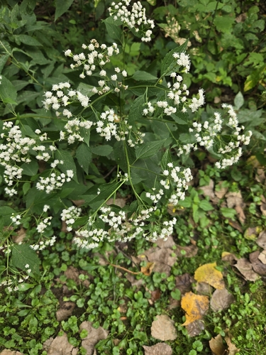 white snakeroot