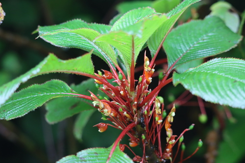 Impatiens macrophylla observed 2026-08-27