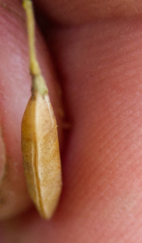 Vicia tetrasperma, photograph 3