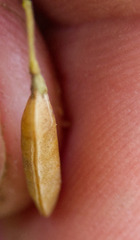 (c) Andreas Schneider, some rights reserved (CC BY) Vicia tetrasperma, photograph (c) Andreas Schneider, some rights reserved (CC BY)