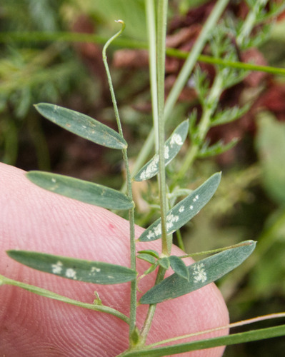 Vicia tetrasperma, photograph 5