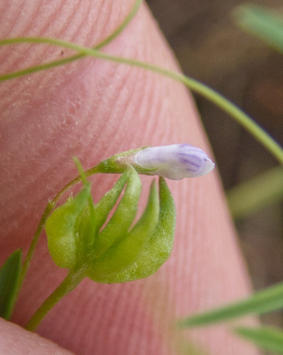 Vicia tetrasperma, photograph 4