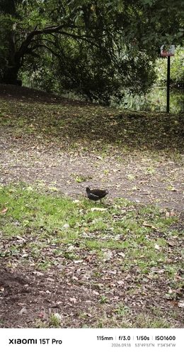 Eurasian Moorhen