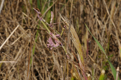Empusa pennata