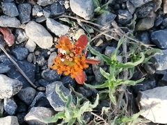 Zinnia anomala