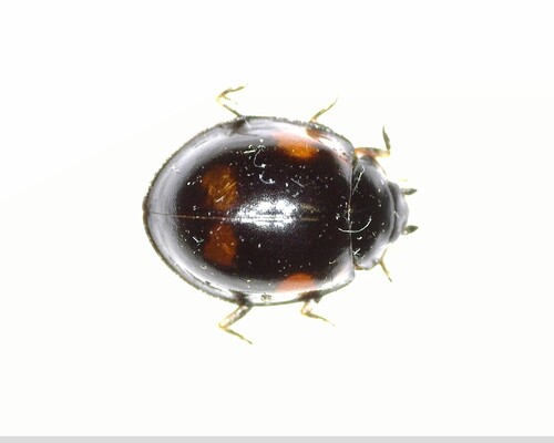 Pine Ladybird