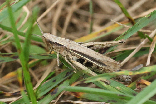 Lesser Marsh Grasshopper