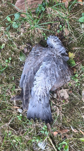 Common Wood-Pigeon