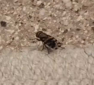 Narrow-Banded Picture-Winged Fly