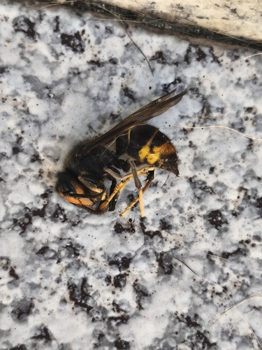 Yellow-legged Hornet