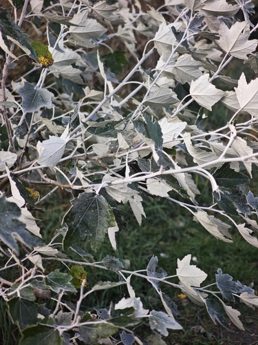 white poplar