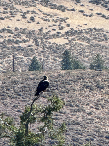 Golden Eagle