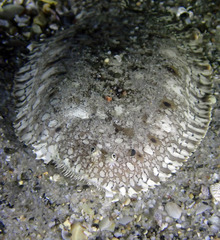 Pardachirus hedleyi