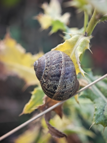 Garden Snail