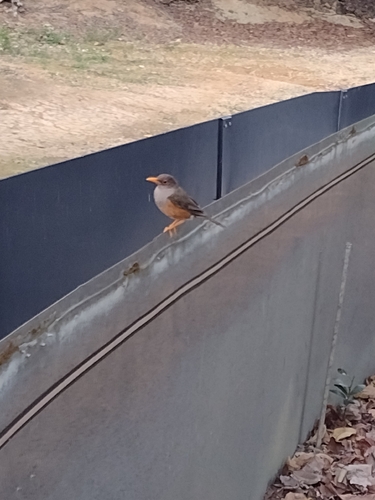 Turdus poliocephalus observed 2026-09-10