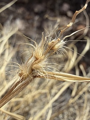 Cenchrus ciliaris