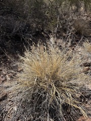 Cenchrus ciliaris, photograph (c) Matt Berger, some rights reserved (CC BY)