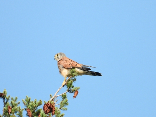 Eurasian Kestrel